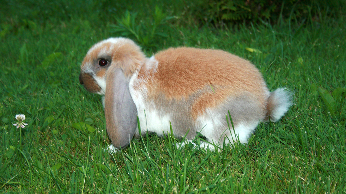 Lapin Bélier Français : quelles caractéristiques ? quels soins lui ...